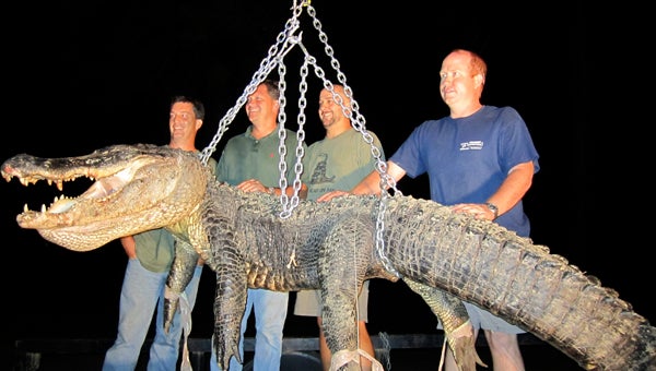 RIVER MONSTER: The team of Brad Utsey, David Cothran, Jamie Thomas and Tad Lightfoot pose for a picture next to the 604-pound alligator they landed in August 2011.