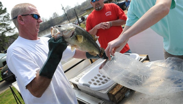 A large fish gets weighed at Saturday’s Selma-Dallas County Sav-A-Life fishing tournament at the Selma Marina. The tournament was won by Kevin and Torrey Jones, who brought in a total weight of 19.65 pounds. The largest fish caught was 5.3 pounds by Corey Cole and Kenny Green.--Josh Bergeron