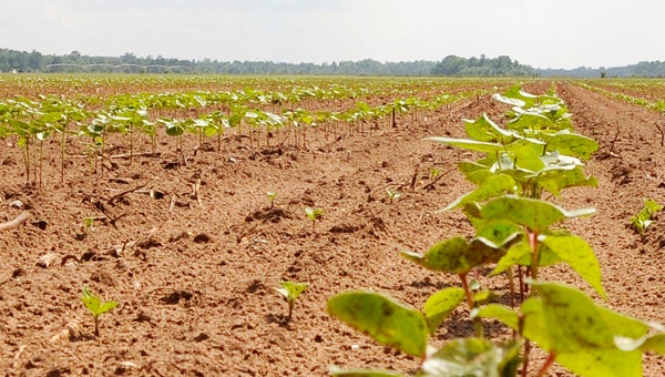 A young cotton crop sprouts up over this massive Dallas County field. -- Scottie Brown