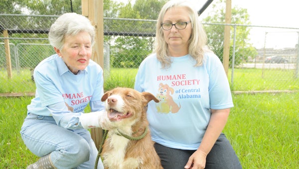 Kaye Knight and Lynn Sanders have been working to improve the Selma Animal Shelter. The hard work is starting to pay off as the shelter adopted out 80 dogs last year, a large increase from previous years. 