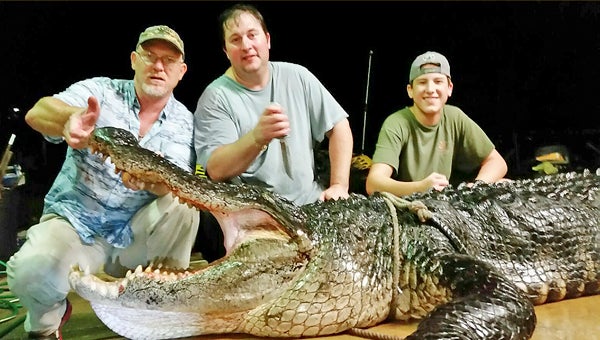 Last year’s largest alligator was taken at Lake Eufaula by, from left, Scott Evans, Jeff Gregg and Justin Gregg. --Alabama Dept. of Conservation and Natural Resources