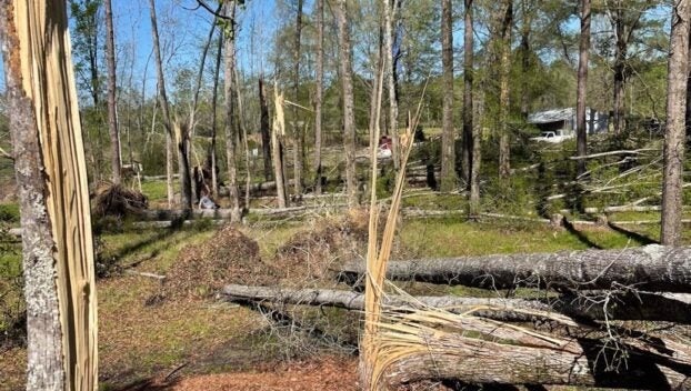 This tree was snapped, and others were uprooted during an apparent tornado Tuesday night. This is located off County Road 16 across Mulberry Creek. | Courtesy of Ashey Moyes